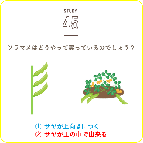 STUDY-45 ソラマメ！